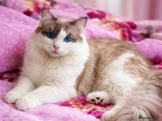 Ragdoll cats Ragdoll for Stud - Advert 13