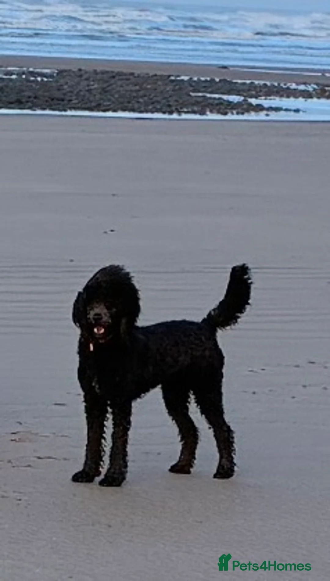 Standard Poodle dogs for sale: Lovely Standard Poodle Bitch in Millom - Advert 2