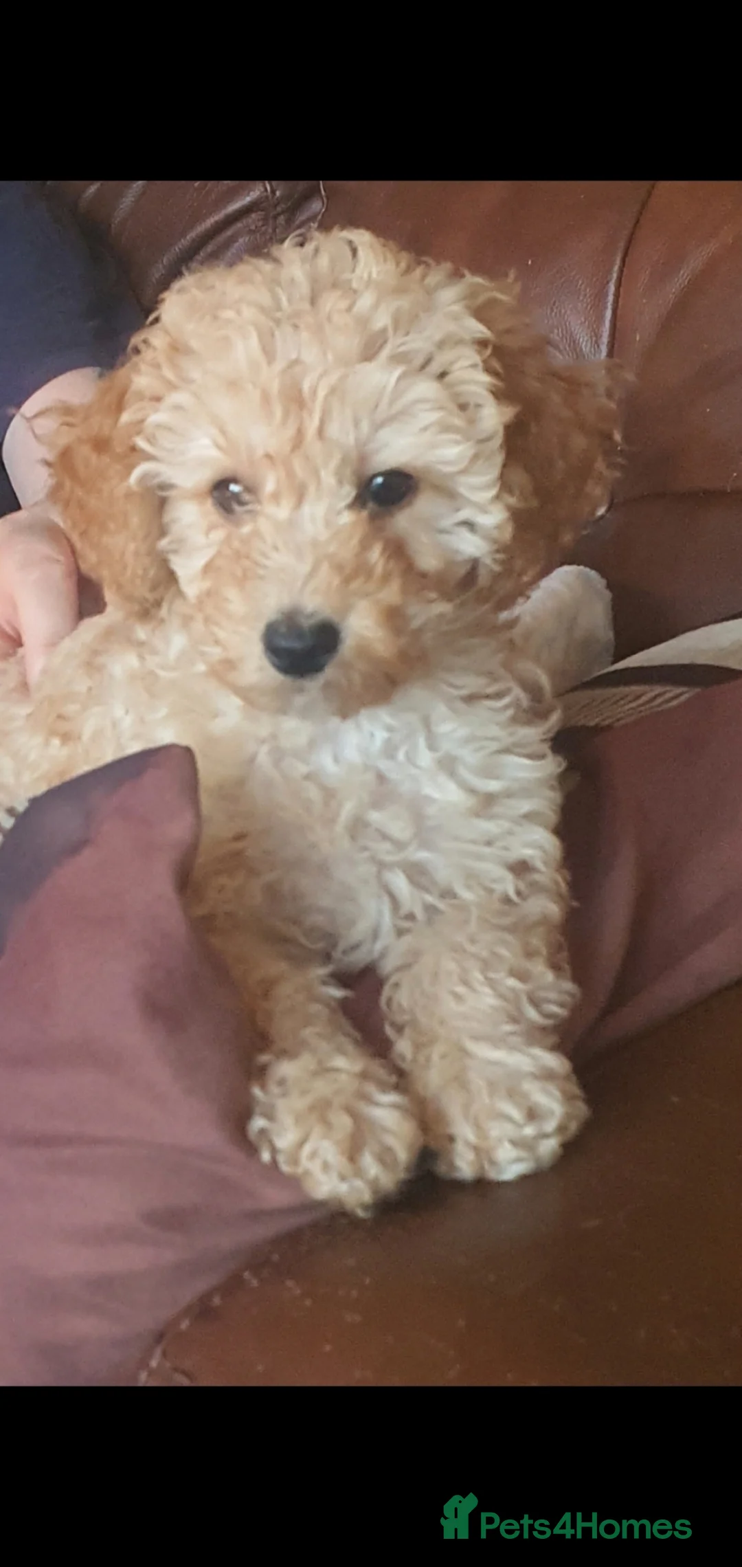 Cavapoo dogs for sale: F1 Cavapoo  in Dornoch - Advert 5