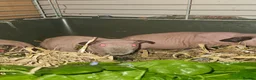 Guinea Pig rodents for sale: 4 male skinny pig boars - Advert 3