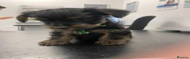 Kira
