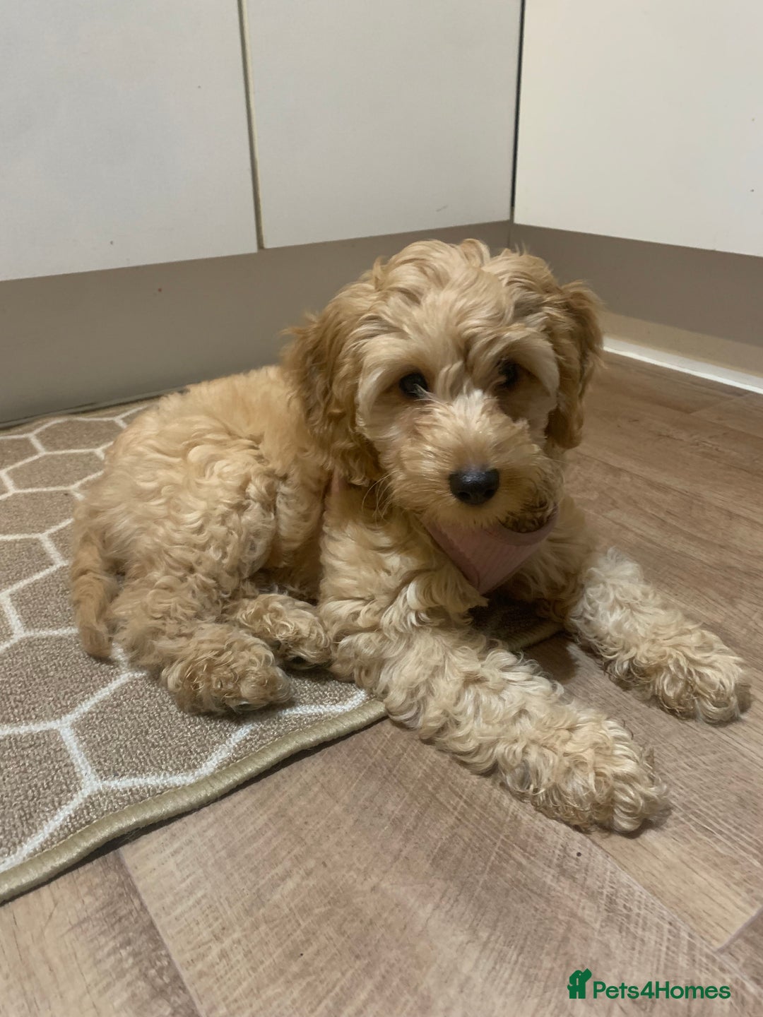 Cockapoo dogs for sale: Cockapoo - Advert 2