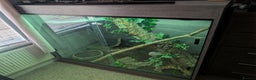 Rat Snake reptiles for sale: Vietnamese blue beauty  - Advert 4