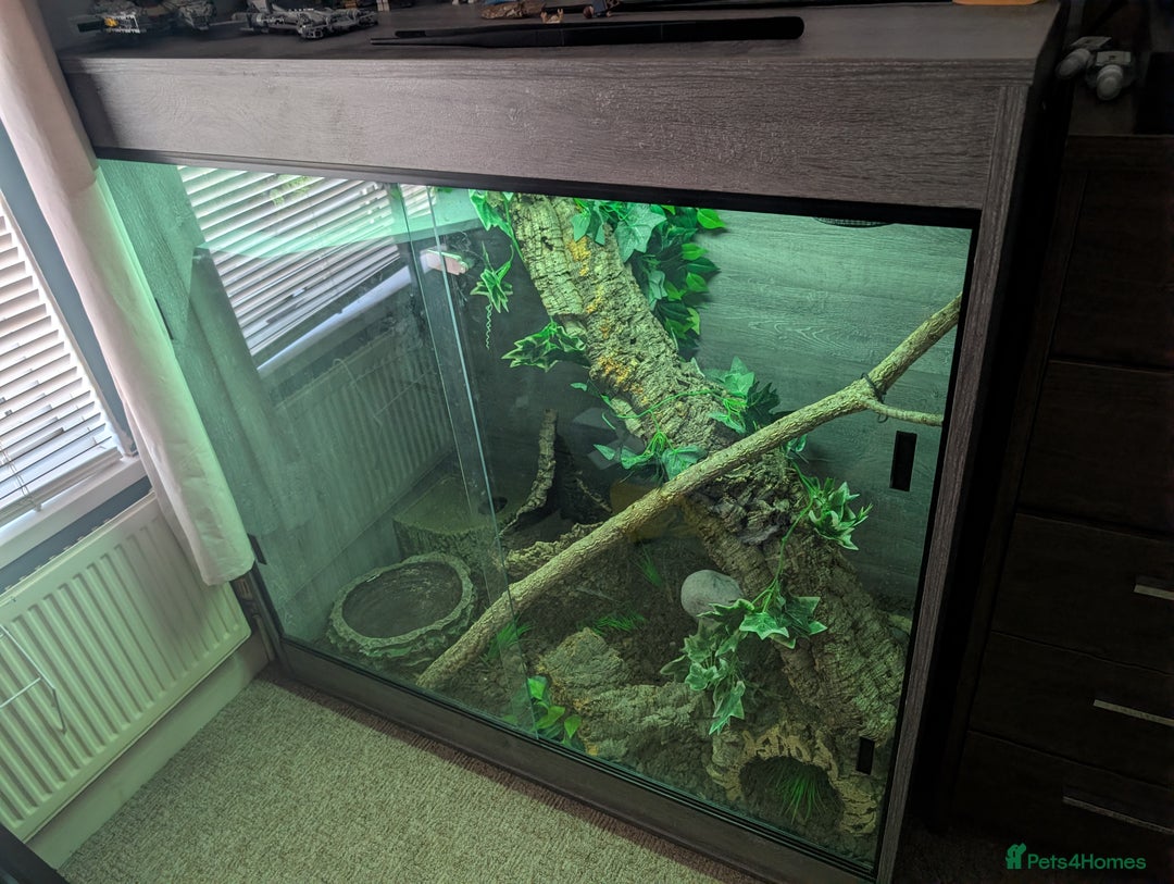 Rat Snake reptiles for sale: Vietnamese blue beauty  - Advert 4