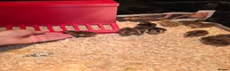 Quail poultry for sale: Quail eggs and quail chicks  - Advert 2