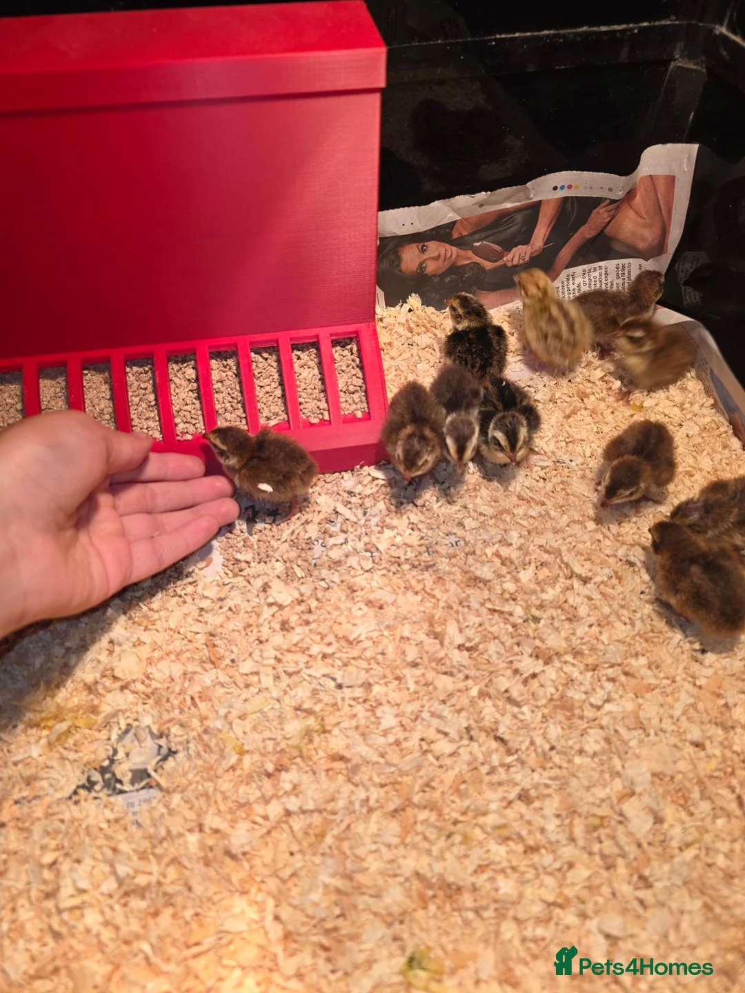 Quail poultry for sale: Quail eggs and quail chicks  - Advert 2