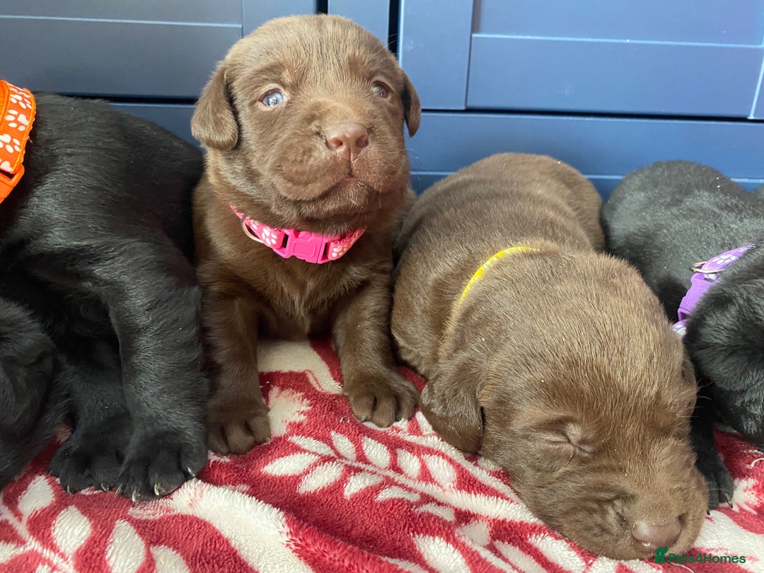 Labrador Retriever dogs for sale: KC Registered working Labrador puppies - Image 6