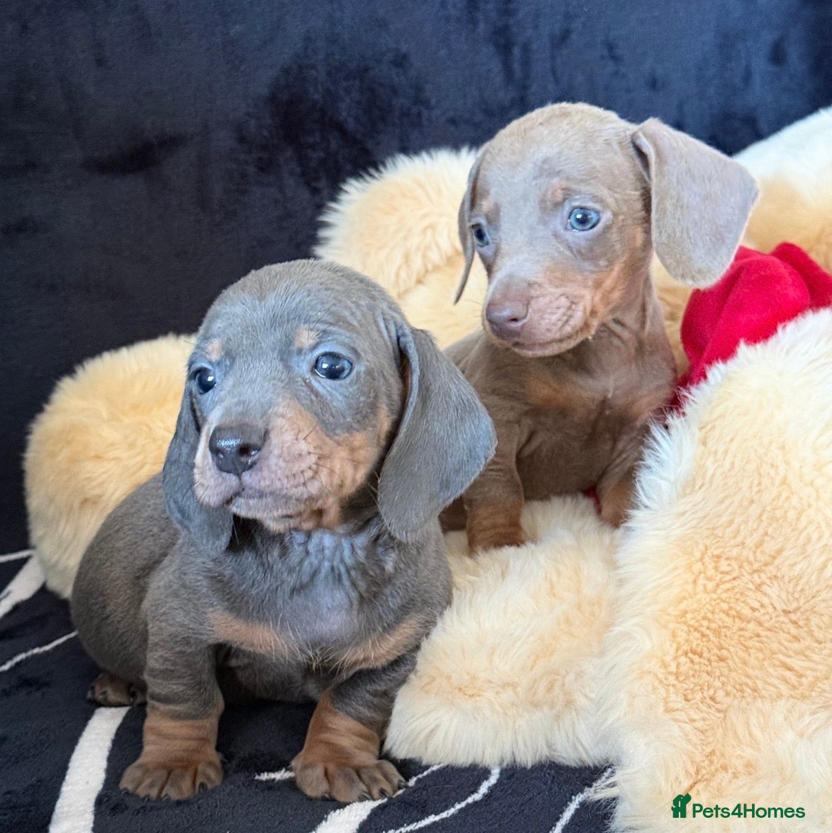 Miniature Dachshund dogs Beautiful Dachshund Puppies (Males) - Advert 1