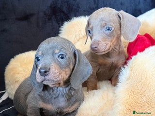 Miniature Dachshund dogs Beautiful Dachshund Puppies (Males) - Advert 1