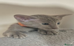 Oriental cats for sale: Oriental and Siamese Gccf registered kittens. - Image 5