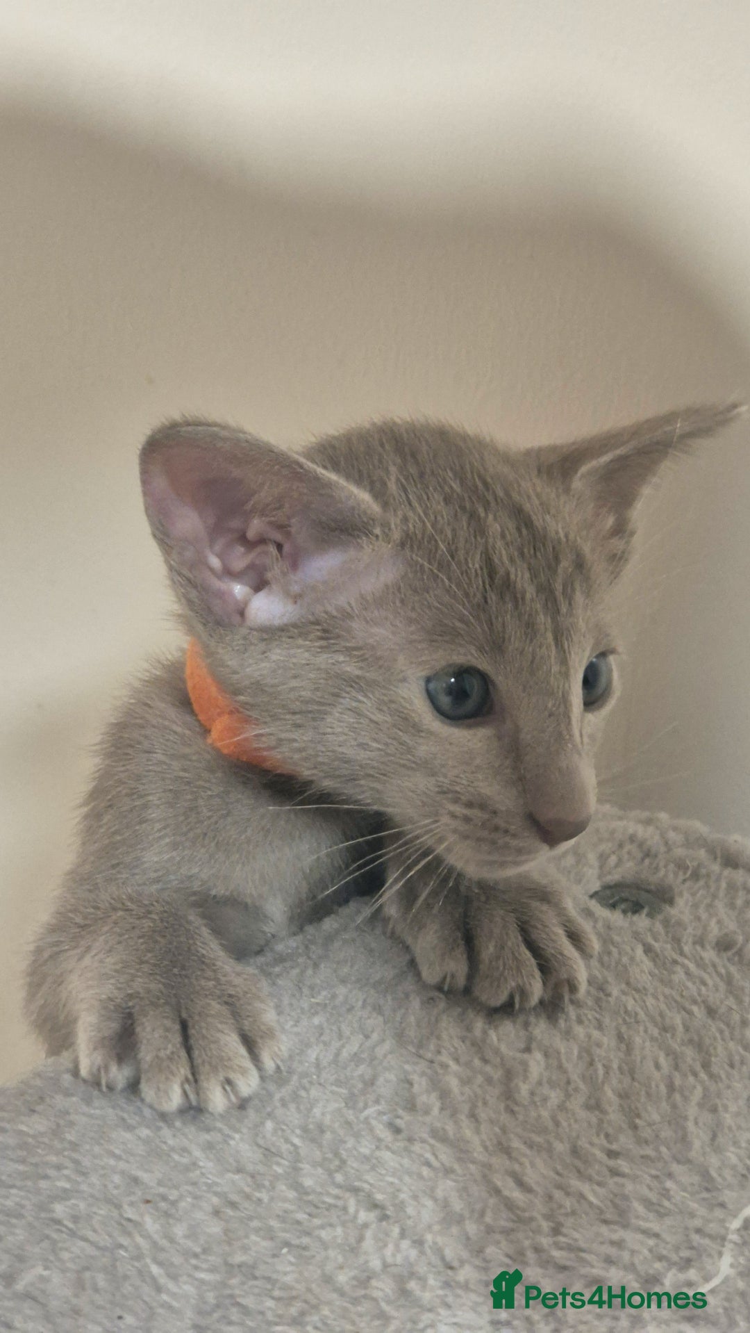 Oriental cats for sale: Oriental and Siamese Gccf registered kittens. - Image 5