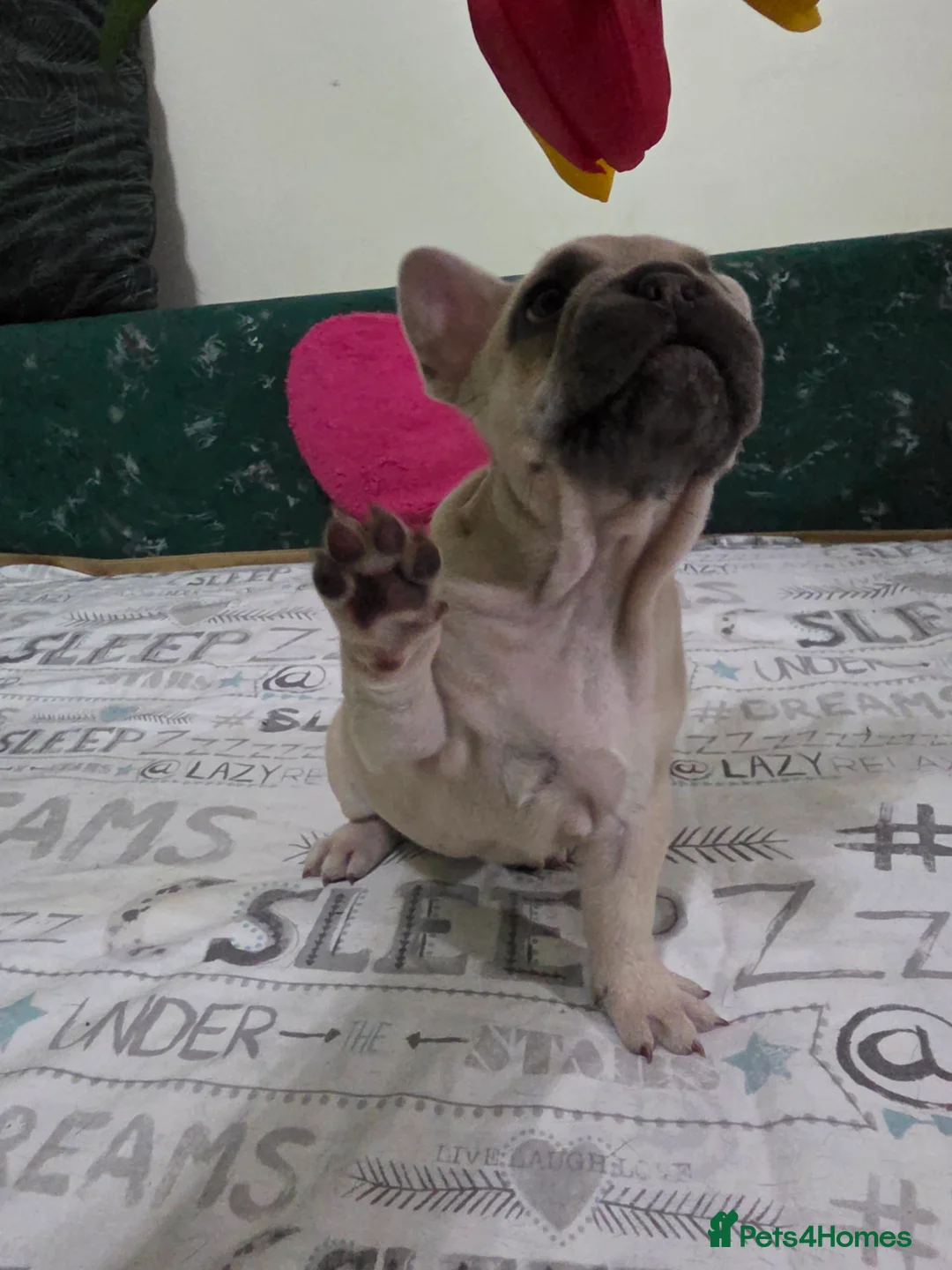 French Bulldog dogs for sale: Beautiful Blue French bulldog  - Advert 15