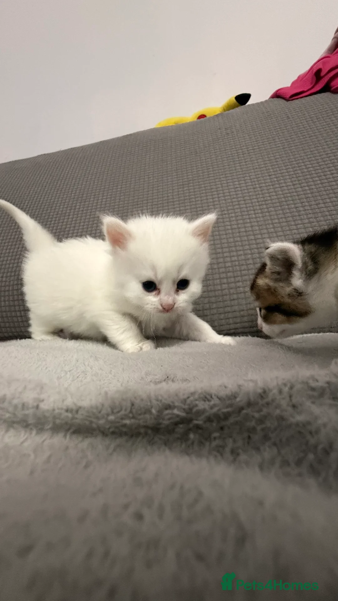 Mixed Breed cats for sale: Beautiful kittens for sale - Advert 4