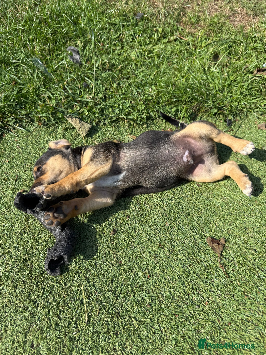 Jack Russell dogs for sale: 🐾Jack Russell Puppies🐾 - Image 5