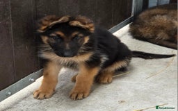 German Shepherd dogs for sale: ⭐️Quality KC Reg Long Coat German Shepherd Pups⭐️  - Image 20