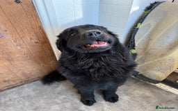 Mixed Breed dogs for sale: Beautiful Newfoundland X Golden Retriever Girl - Image 8