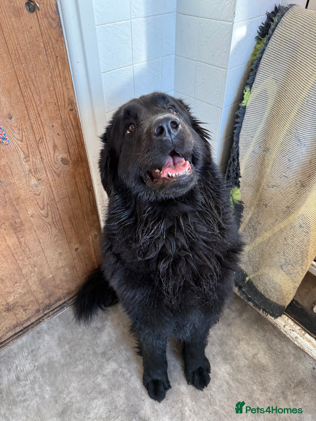 Mixed Breed dogs for sale: Beautiful Newfoundland X Golden Retriever Girl - Image 8