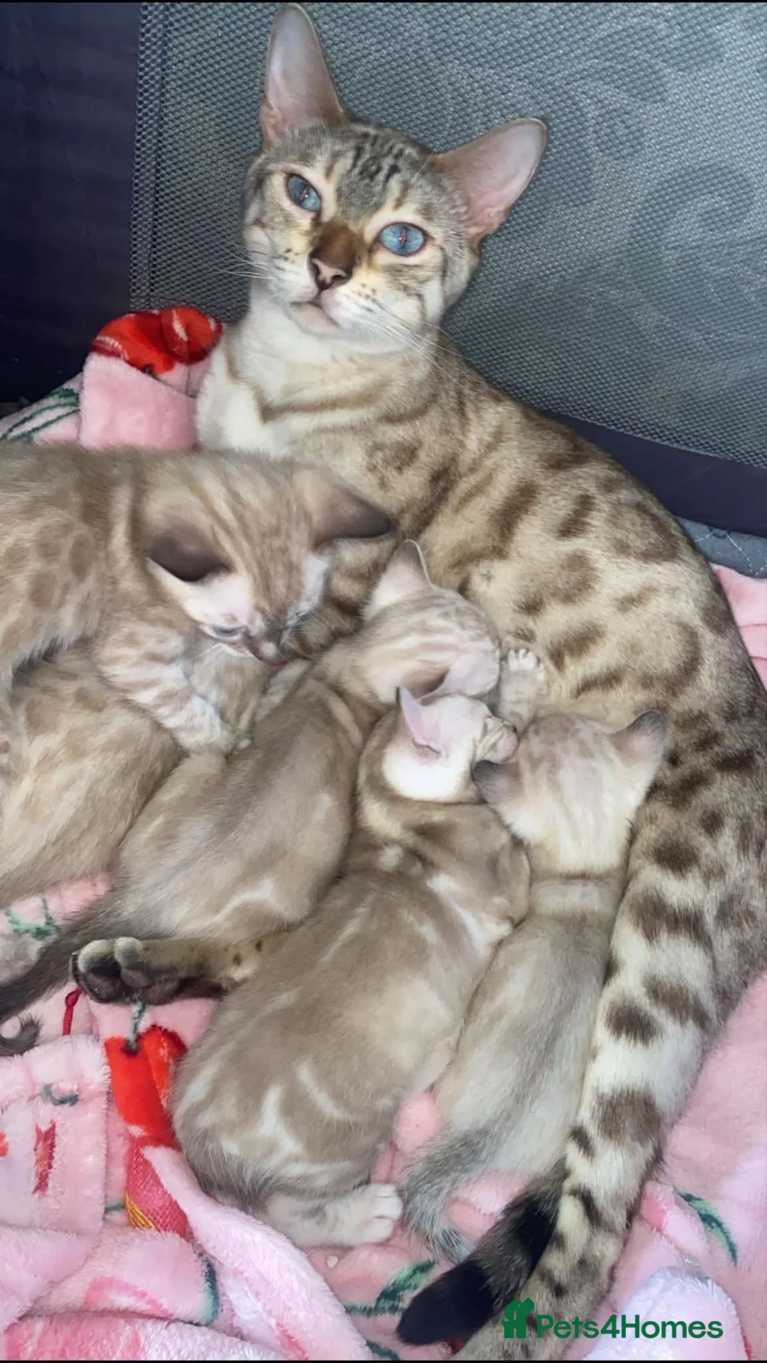 Bengal cats for sale: Beautiful bengal  - Advert 2