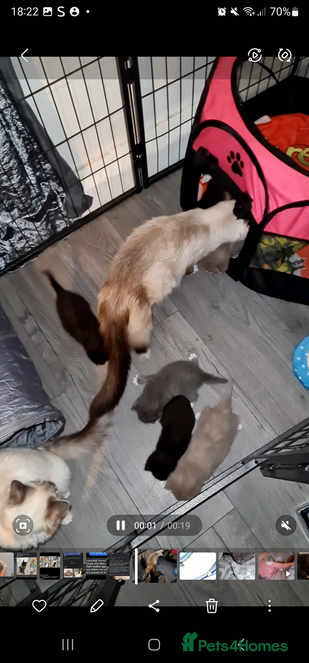 Ragdoll cats for sale: Seal mitted ragdoll/lilac bsh mix - Image 24