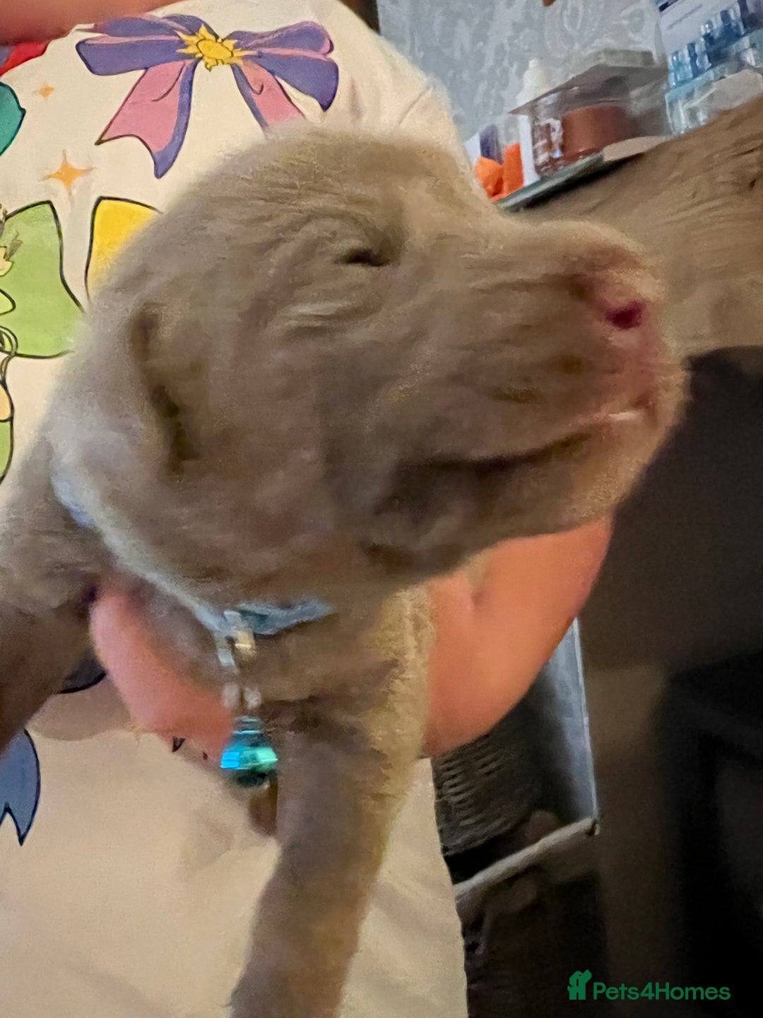 Labrador Retriever dogs for sale: Kc dna clear silver Labrador pups  - Image 8