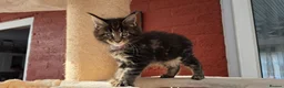 Maine Coon cats for sale: Two beautiful Maine Coon Kittens  in Ashford - Advert 13