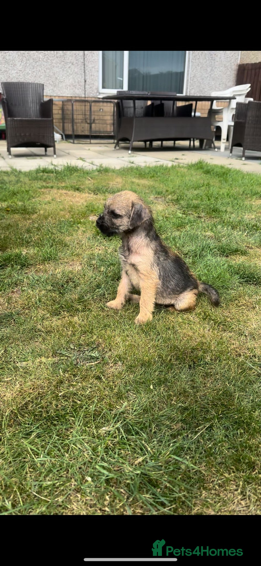 Border Terrier dogs for sale: Border Terrier Pups ready to go vet checked  in Bradford - Image 1