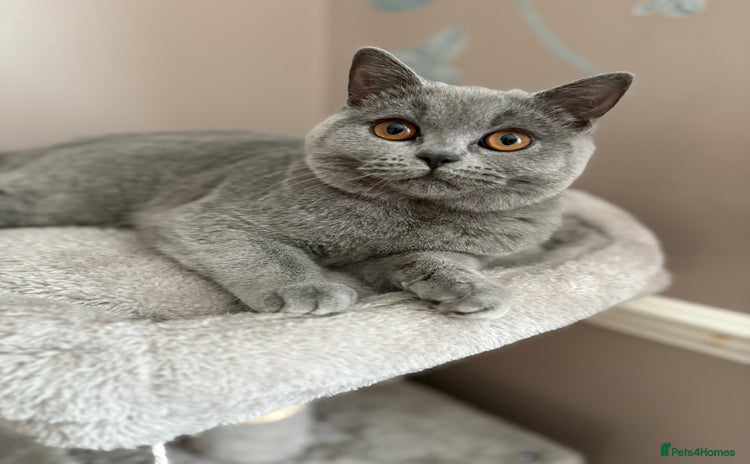British Shorthair cats British Shorthair kitten - Advert 14