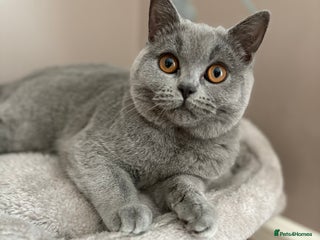 British Shorthair cats British Shorthair kitten - Advert 18
