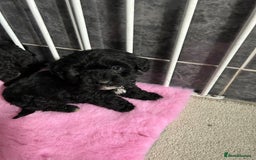 Jackapoo dogs for sale: 5 jackapoo puppies  - Image 4