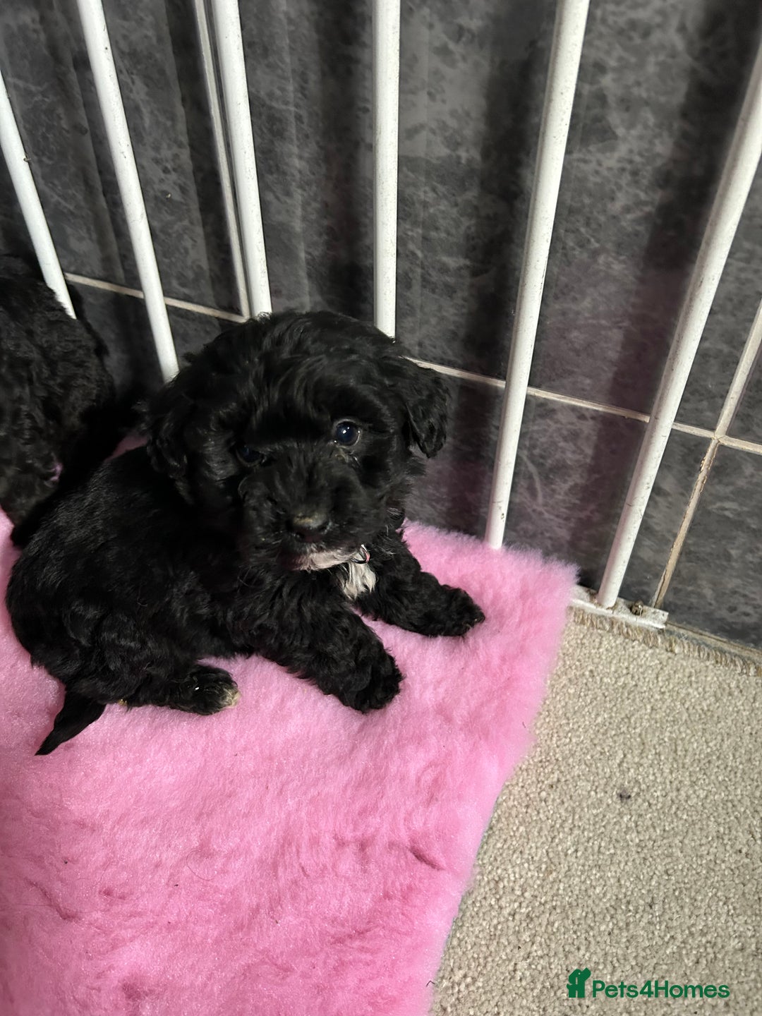Jackapoo dogs for sale: 5 jackapoo puppies  - Image 4