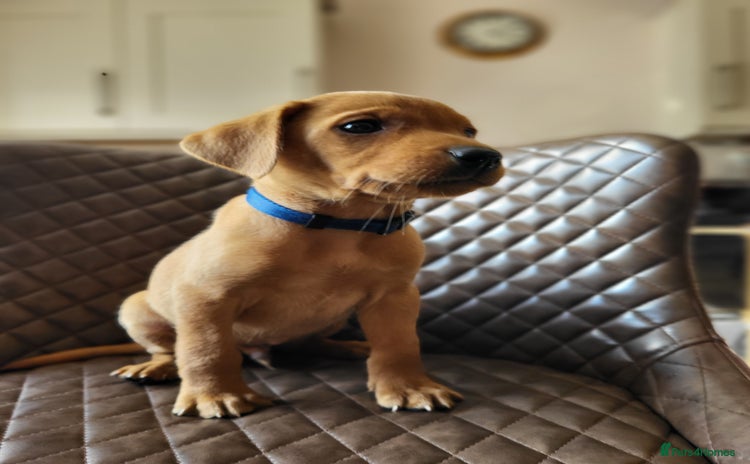Labrador Retriever dogs - Advert 11