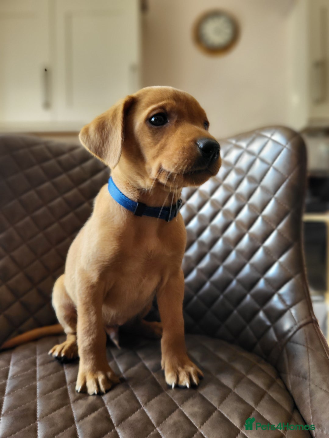 Labrador Retriever dogs for sale: Kc labrador puppies  - Image 1