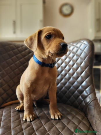 Labrador Retriever dogs - Advert 11