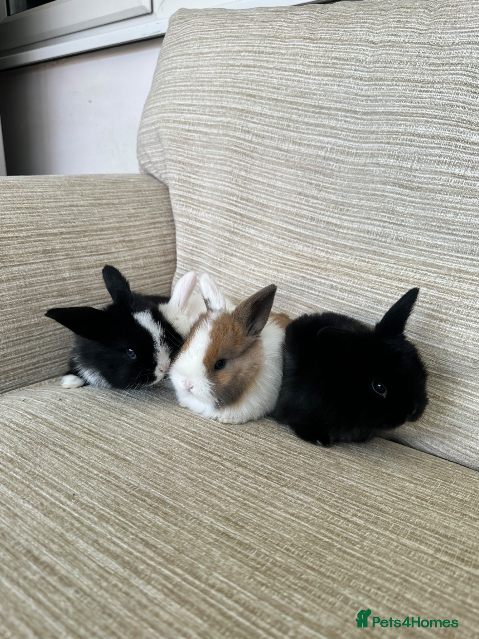 Mini Lop rabbits Mini Lop bunnies for sale - Advert 8