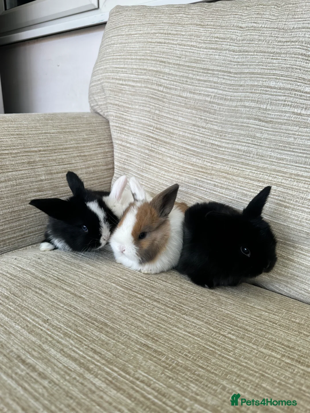 Mini Lop rabbits for sale: Mini Lop bunnies for sale - Advert 1