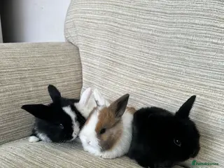 Mini Lop rabbits Mini Lop bunnies for sale - Advert 8