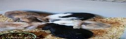 Mini Lop rabbits for sale: Pure Bred Mini Lop - Advert 5