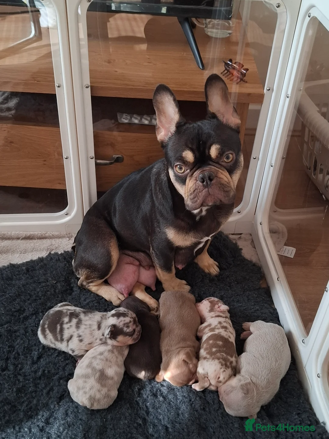 French Bulldog dogs for sale: KC FRENCH BULLDOG PUPS AVAILABLE  in Beauly - Advert 2
