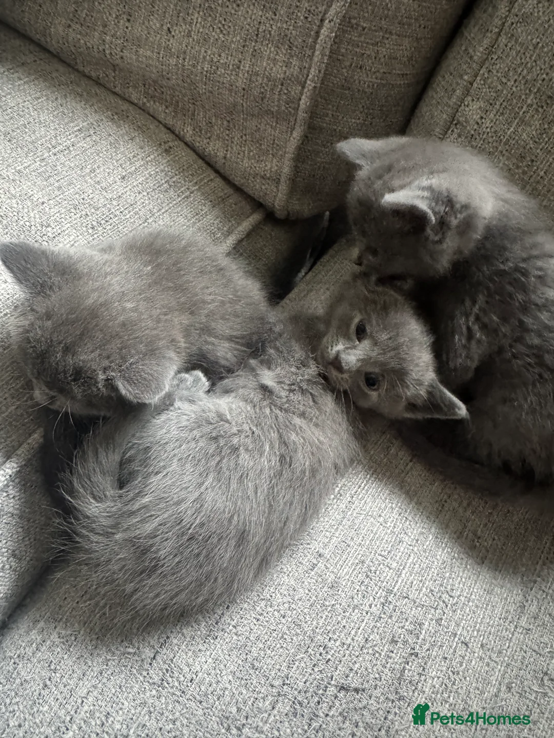 British Shorthair cats for sale: Grey british shorthair kitten - Advert 2