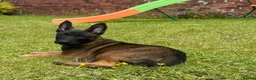 Belgian Shepherd Dog dogs for sale: FEMALE BELGIAN MALINIOS PUPPY - Advert 2
