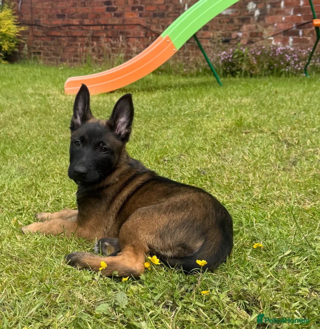 Belgian Shepherd Dog dogs for sale: FEMALE BELGIAN MALINIOS PUPPY - Advert 2