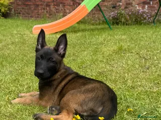 Belgian Shepherd Dog dogs FEMALE BELGIAN MALINIOS PUPPY - Advert 6