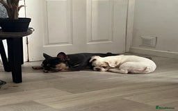 French Bulldog dogs for sale: Male Fluffy French Bulldog  - Image 4