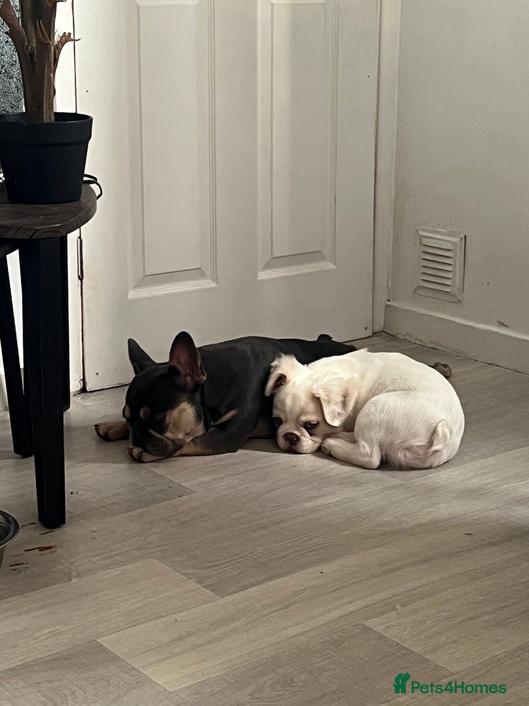 French Bulldog dogs for sale: Male Fluffy French Bulldog  - Image 4