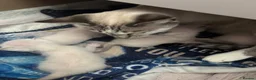 Siamese cats for sale: Siamese–Oriental mix - Advert 6