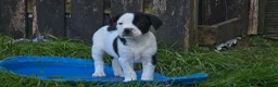 Mixed Breed dogs for sale: staffie, english bulldog, springer puppies in Ottery Saint Mary - Advert 2