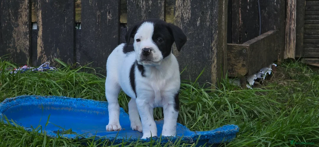 Mixed Breed dogs for sale: staffie, english bulldog, springer puppies in Ottery Saint Mary - Advert 2