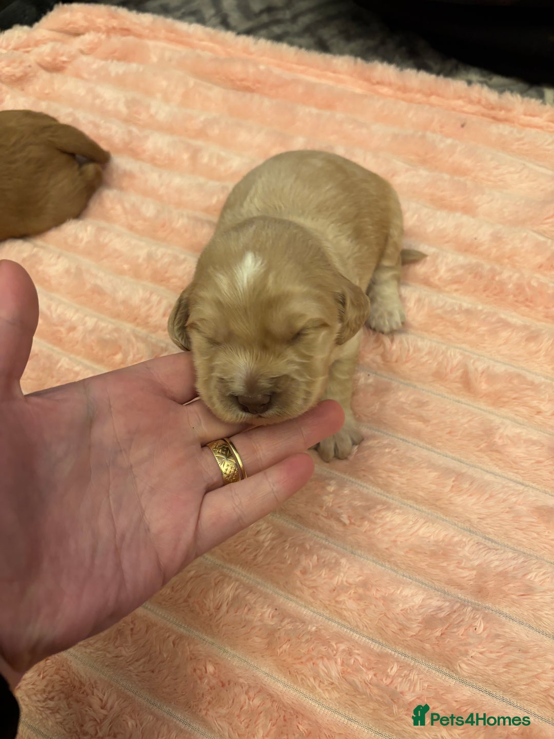 Cocker Spaniel dogs for sale: 6 beautiful cocker spaniels ALL DEPOSIT PAiD - Advert 18