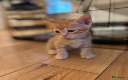 Mixed Breed cats for sale: Kittens will be ready 8th September for new home! - Image 4