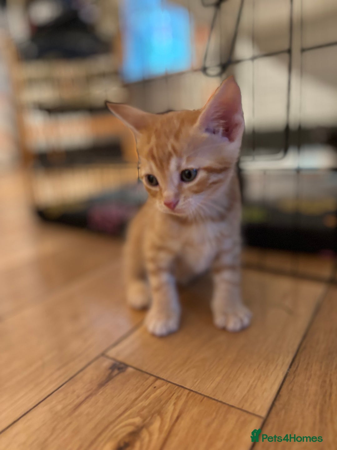 Mixed Breed cats for sale: Kittens will be ready 8th September for new home! - Image 4